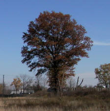 un arbre