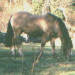 un cheval