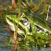 une grenouille
