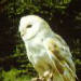 un hibou