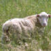 un mouton