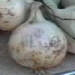 un oignon