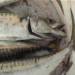 un poisson>
<br>Un poisson.
</td></tr align=