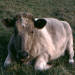 Une vache